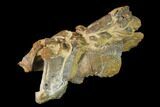 Fossil Mud Lobster (Thalassina) - Australia #141035-2